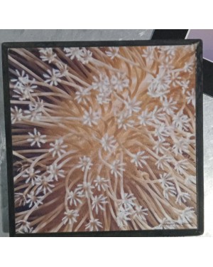 2go Below Leather Coral 15*15