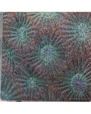 2go Below Star Coral 15*15