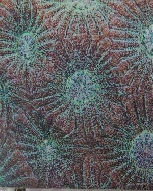 2go Below Star Coral 15*15