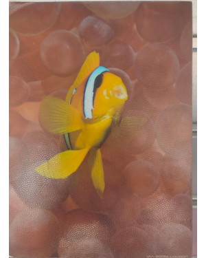 2go Below Clownfish 15*21