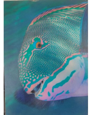 2go Below Parrotfish 15*21