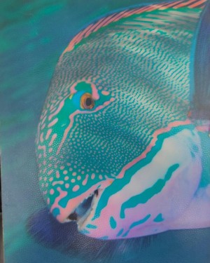 2go Below Parrotfish 15*21